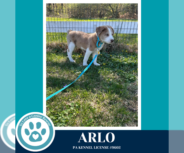 Medium Photo #2 Aussiedor Puppy For Sale in Kimberton, PA, USA