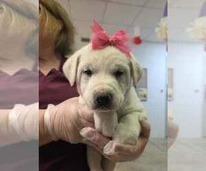 Golden Labrador Dogs for adoption in SHERBURNE, NY, USA