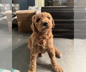 Goldendoodle Puppy for sale in RICHMOND, IN, USA
