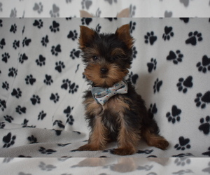 Yorkshire Terrier Puppy for sale in FAIRFAX, MO, USA