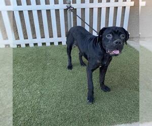 Mastiff-Unknown Mix Dogs for adoption in Modesto, CA, USA