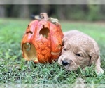 Small Photo #16 Goldendoodle Puppy For Sale in CROCKETT, TX, USA
