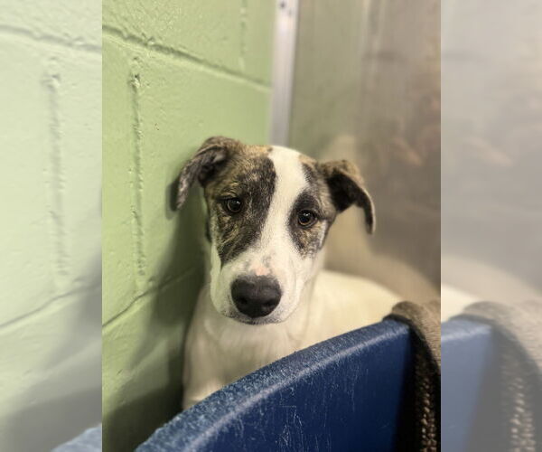 Medium Photo #2 Saint Bernard-Unknown Mix Puppy For Sale in Elmsford, NY, USA