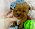 Small #41 Poodle (Toy)