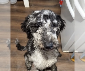 Goldendoodle Puppy for sale in OWINGSVILLE, KY, USA