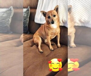 Chihuahua-Shiba Inu Mix Dogs for adoption in Denton, TX, USA