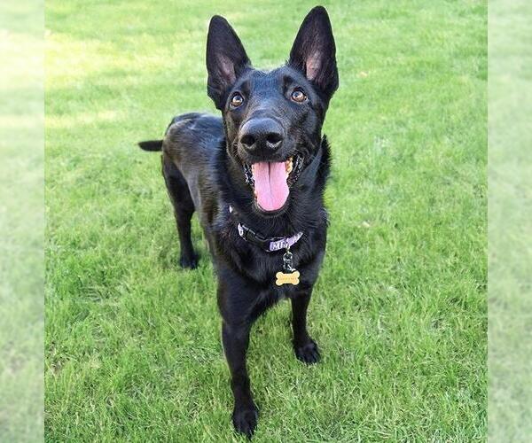 Medium Photo #17 German Shepherd Dog-Whippet Mix Puppy For Sale in San Diego, CA, USA