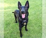 Small #16 German Shepherd Dog-Whippet Mix