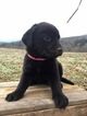 Small Photo #15 Labrottie Puppy For Sale in PORT ROYAL, PA, USA