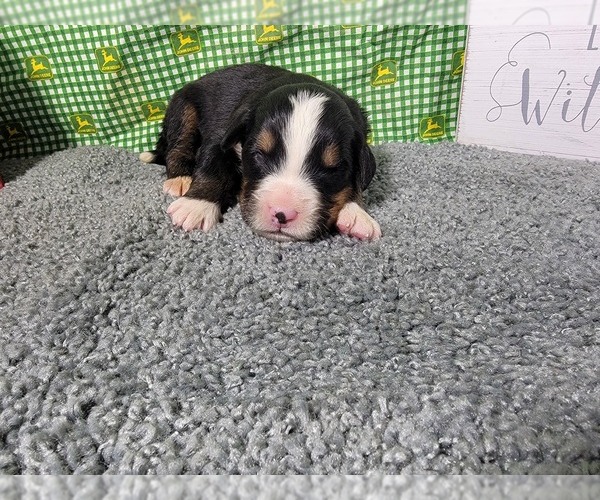 Medium Photo #21 Bernese Mountain Dog Puppy For Sale in BLACK FOREST, CO, USA