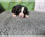Small Photo #21 Bernese Mountain Dog Puppy For Sale in BLACK FOREST, CO, USA