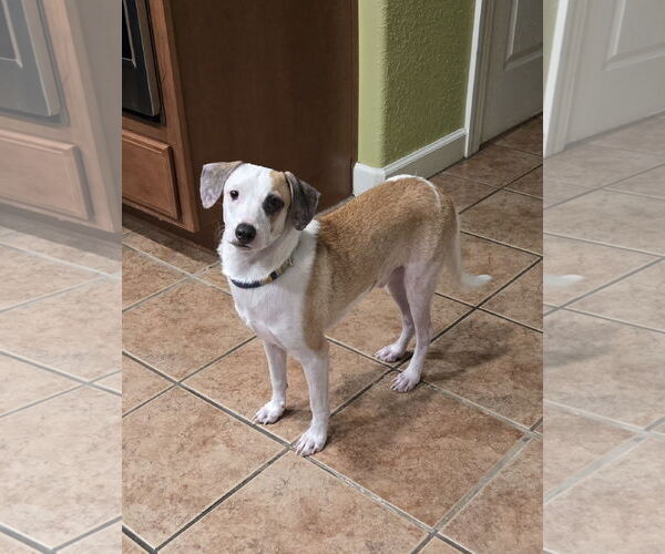 Medium Photo #1 Chihuahua-Unknown Mix Puppy For Sale in Virginia Beach, VA, USA