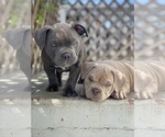 Small Photo #3 American Bully Puppy For Sale in SANTA CRUZ, CA, USA