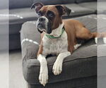 Small #2 Boxer