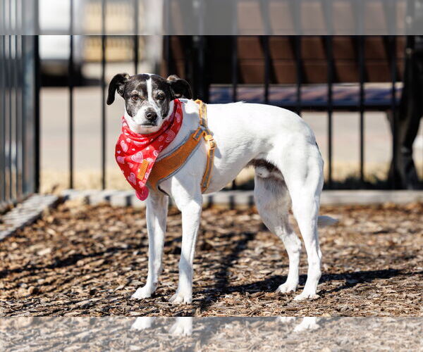 Medium Photo #7 Jack-Rat Terrier Puppy For Sale in McKinney, TX, USA