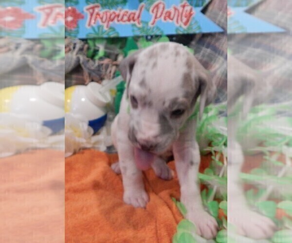 Medium Photo #5 Great Dane Puppy For Sale in SPRAGGS, PA, USA