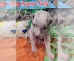 Small Photo #131 Great Dane Puppy For Sale in SPRAGGS, PA, USA