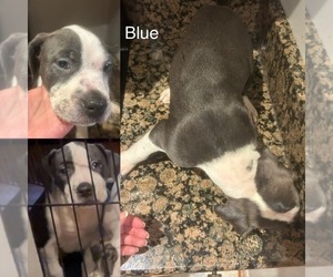 American Bulldog-American French Bull Terrier Mix Puppy for sale in SPRINGFIELD, VA, USA
