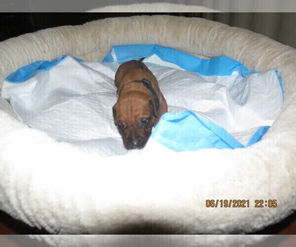 Medium Photo #2 Rhodesian Ridgeback Puppy For Sale in TRINITY, NC, USA
