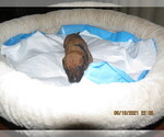 Small Photo #2 Rhodesian Ridgeback Puppy For Sale in TRINITY, NC, USA