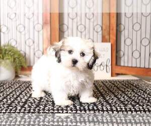 Zuchon Puppy for sale in NAPLES, FL, USA