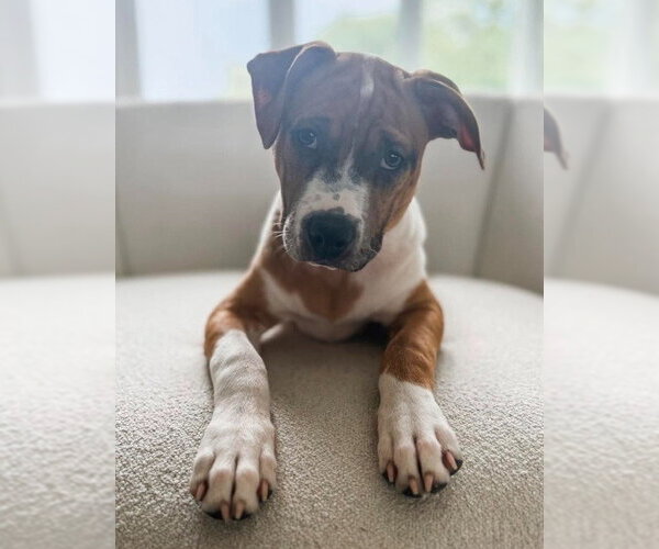 Medium Photo #1 American Pit Bull Terrier-Catahoula Leopard Dog Mix Puppy For Sale in Frankenmuth, MI, USA