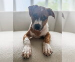 Small American Pit Bull Terrier-Catahoula Leopard Dog Mix