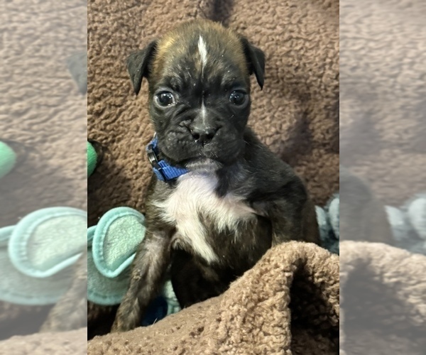 Medium Photo #16 Boxer Puppy For Sale in LANSING, MI, USA