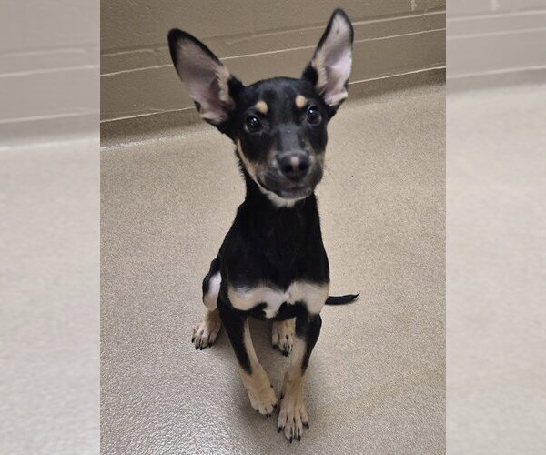 Medium Photo #1 German Shepherd Dog Puppy For Sale in Decatur, IL, USA