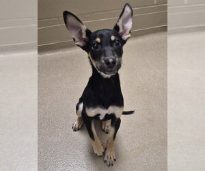 German Shepherd Dog Dogs for adoption in Decatur, IL, USA