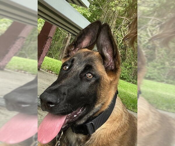 Medium Photo #1 Mutt Puppy For Sale in Imlay City, MI, USA