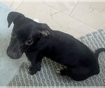 Small #2 Chiweenie