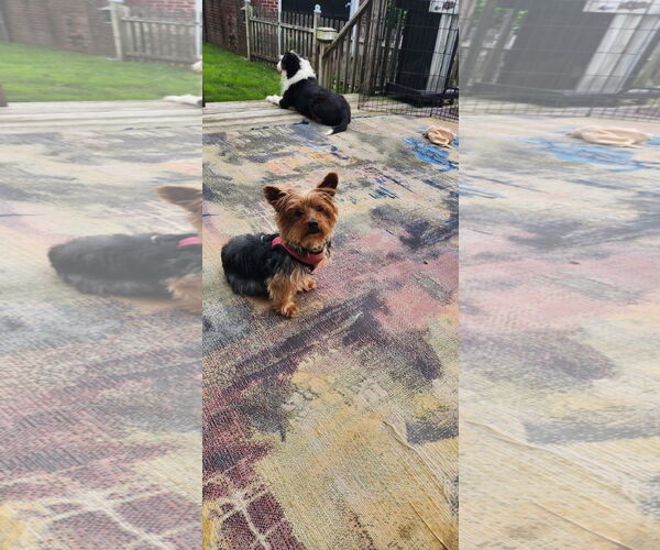 Medium Photo #1 Mutt Puppy For Sale in Tenafly, NJ, USA