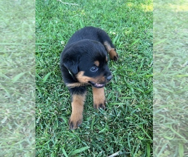 Medium Photo #3 Rottweiler Puppy For Sale in ORLAND, CA, USA