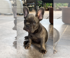 French Bulldog Puppy for Sale in PFLUGERVILLE, Texas USA