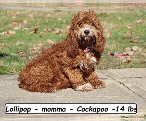 Mother of the Cockapoo (Miniature) puppies born on 10/18/2025