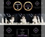 Small Photo #62 Cavapoo Puppy For Sale in WARSAW, IN, USA