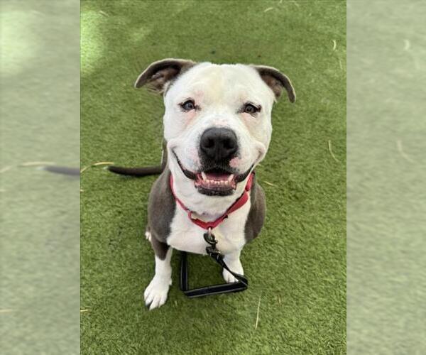 Medium Photo #3 Mutt Puppy For Sale in Las Vegas, NV, USA