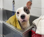 KIKI - Female Mutt Dog for Adoption - Small photo