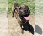 Small #1 American Pit Bull Terrier Mix