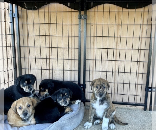 Medium Photo #1 Doberman Pinscher-Great Pyrenees Mix Puppy For Sale in CLOVIS, CA, USA