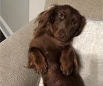 Small Photo #1 Dachshund Puppy For Sale in MURFREESBORO, TN, USA