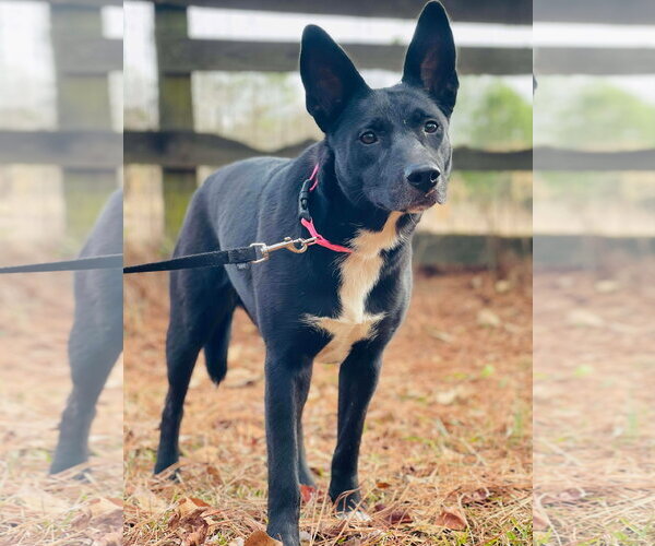 Medium Photo #2 Australian Kelpie-Unknown Mix Puppy For Sale in Social Circle, GA, USA