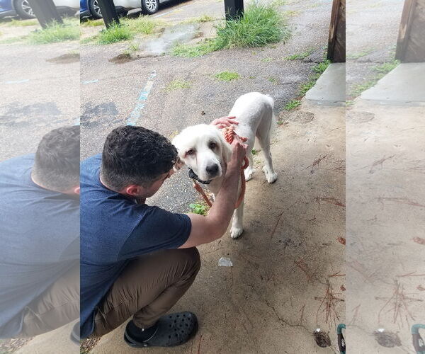 Medium Photo #41 Great Pyrenees-Unknown Mix Puppy For Sale in Houston, TX, USA