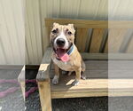 Small #6 Mutt