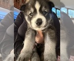Puppy Shadow Siberian Husky