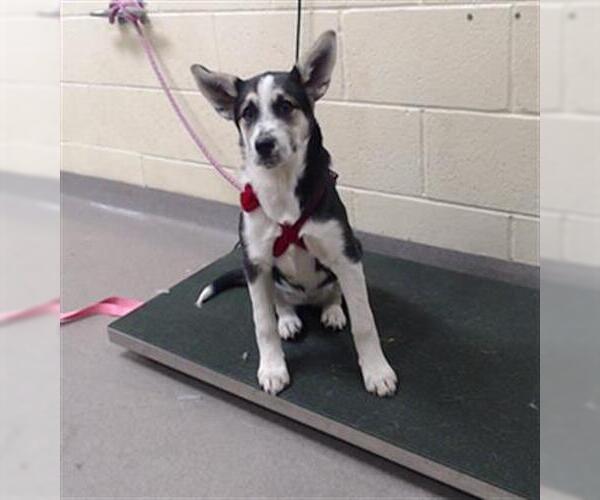 Medium Photo #1 Horgi Puppy For Sale in Denver, CO, USA