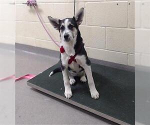 Horgi Dogs for adoption in Denver, CO, USA