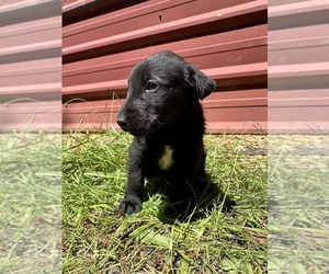 Airedale Terrier-Border Collie Mix Puppy for sale in COLTON, OR, USA