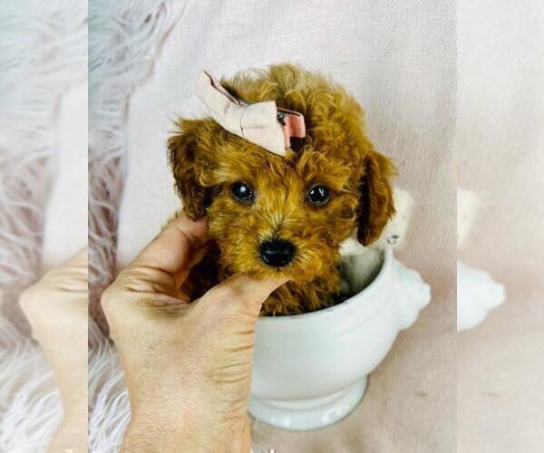 Medium Photo #20 Poodle (Toy) Puppy For Sale in DALLAS, TX, USA